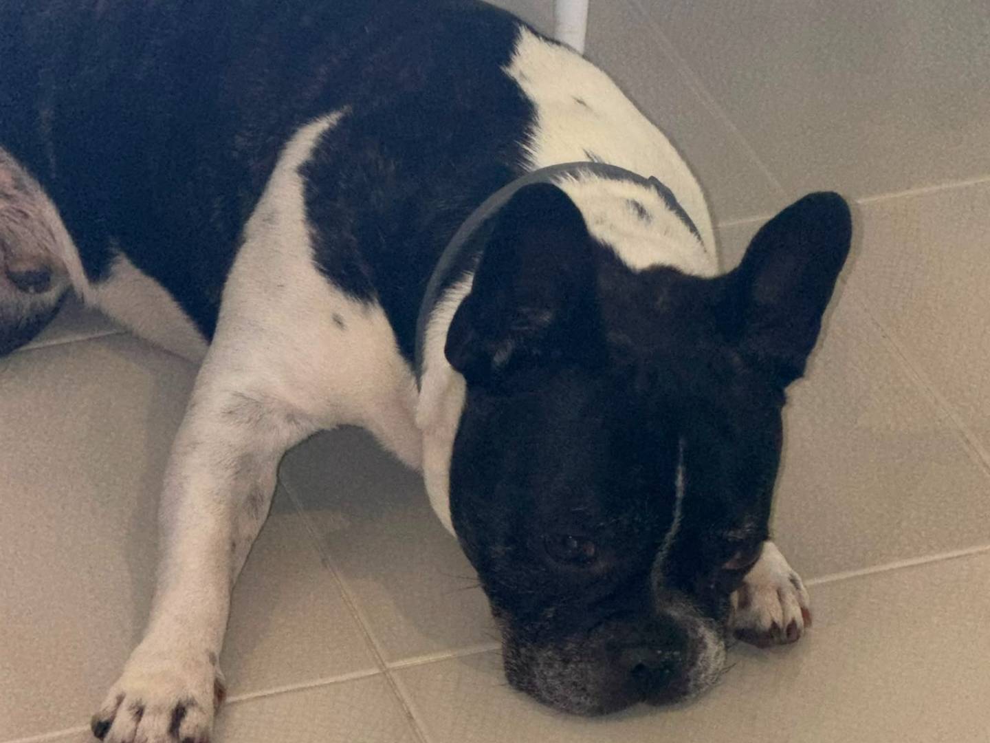 Adozione cane, maschio, Bulldog francese Razza sconosciuta, 7 anni, taglia piccola, Latina