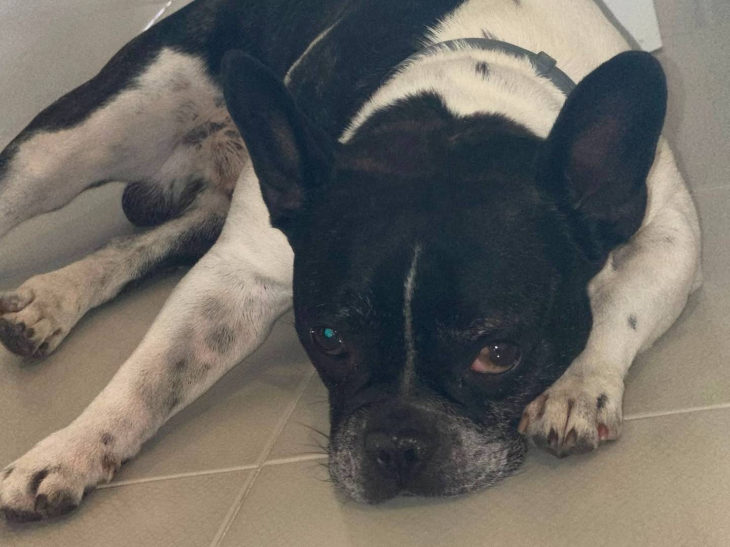 Adotta un cane, maschio, 7 anni, Latina