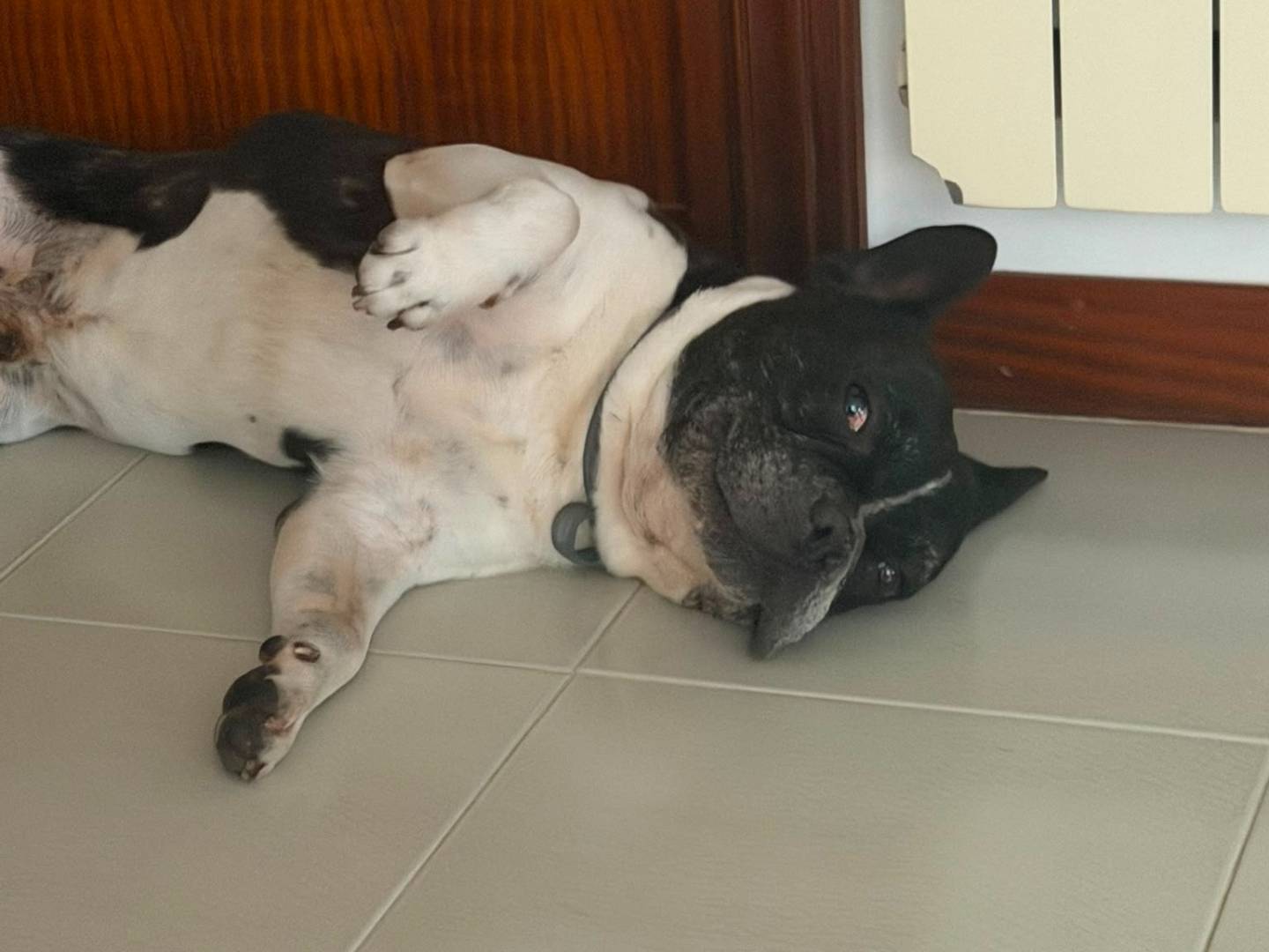 Adotta un cane, taglia piccola, maschio, Latina