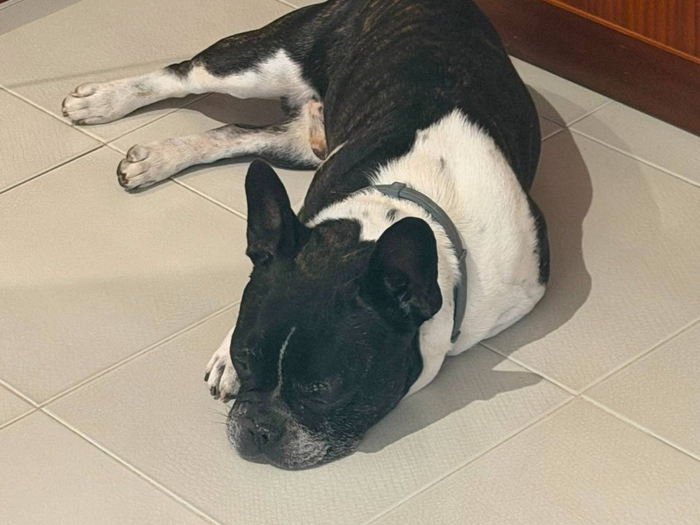 Vuoi adottare un cane a Latina?