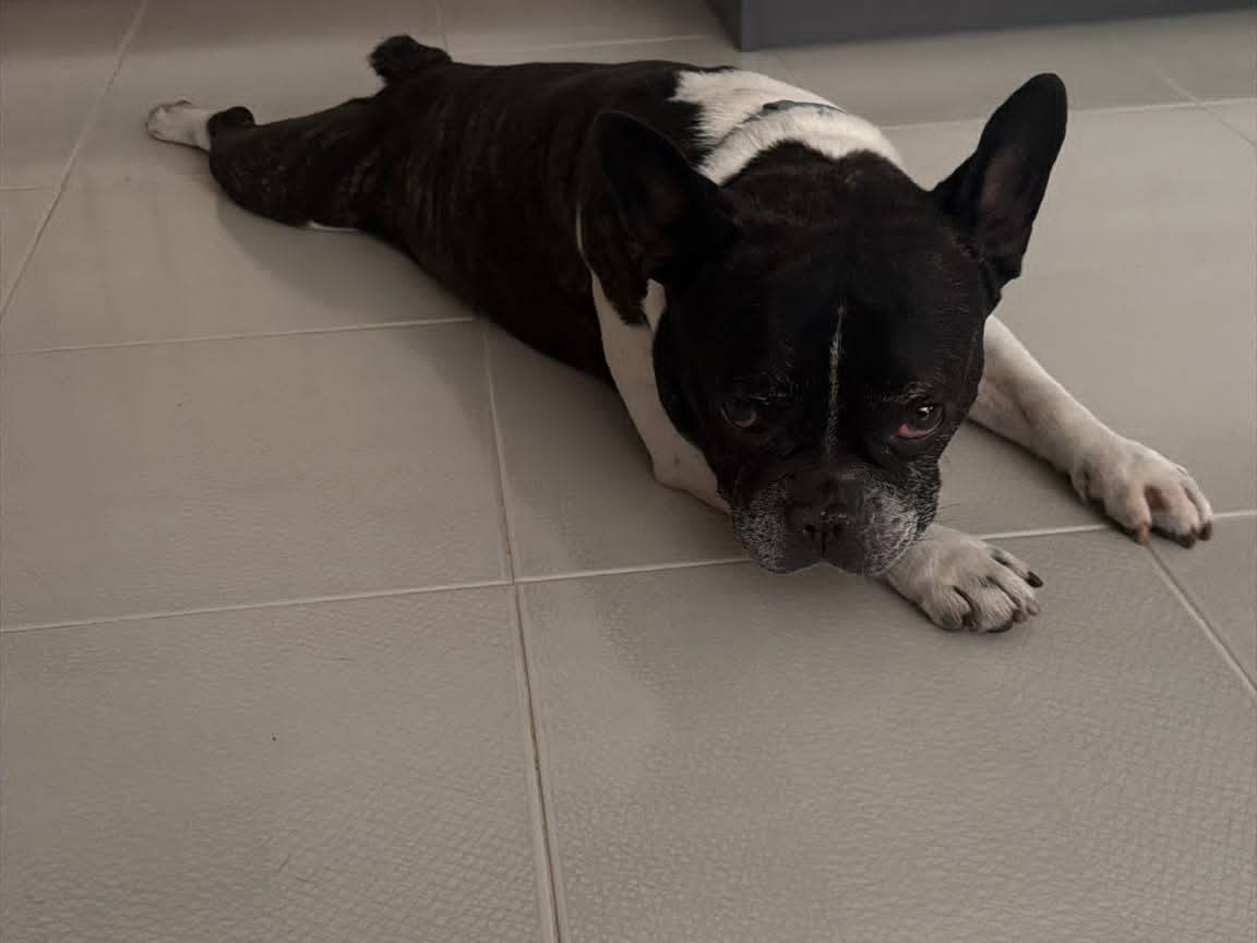Adotta il cane Oliver a Latina