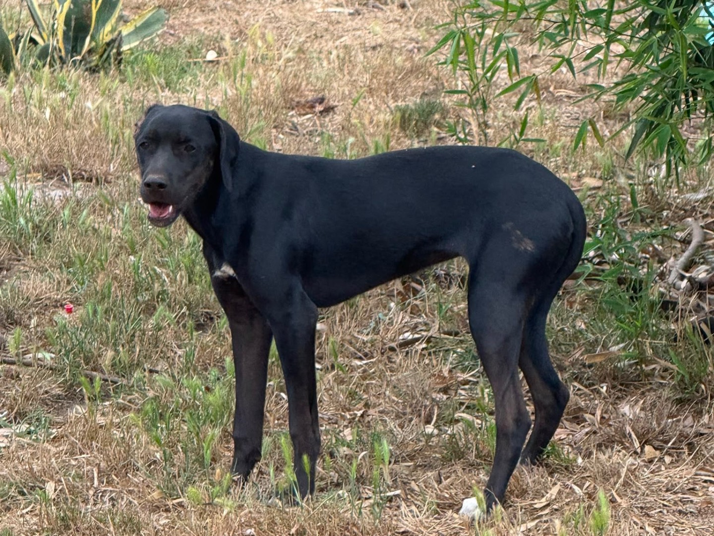 Adotta un cane, taglia media, femmina, Vibo