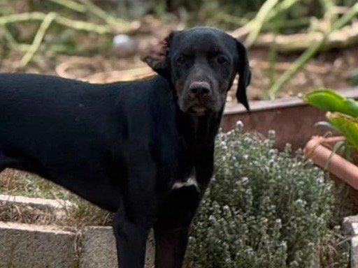 Adozione cane, femmina, Pointer Razza sconosciuta, 7 mesi, taglia media, Vibo