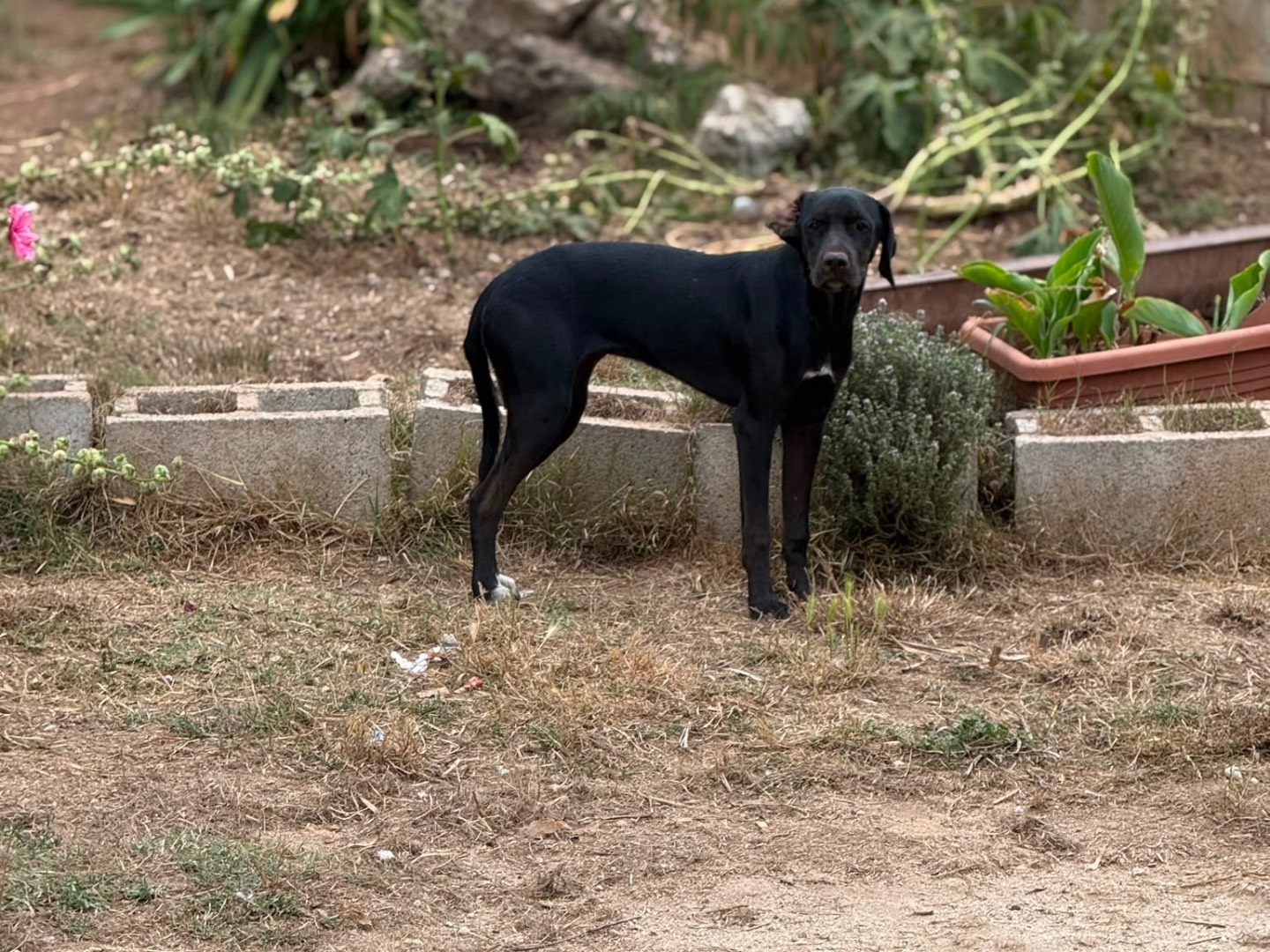 Adotta il cane Blue a Vibo