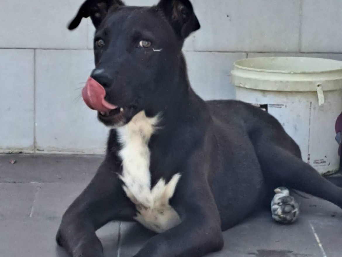 Vuoi adottare un cane a Caserta?