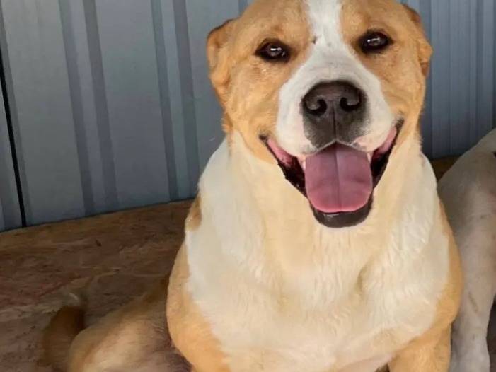 Adozione cane, maschio, American Staffordshire Terrier Razza sconosciuta, 5 anni e 2 mesi, taglia grande, Bari