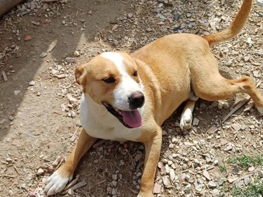 Adotta un cane, maschio, 5 anni e 2 mesi, Bari
