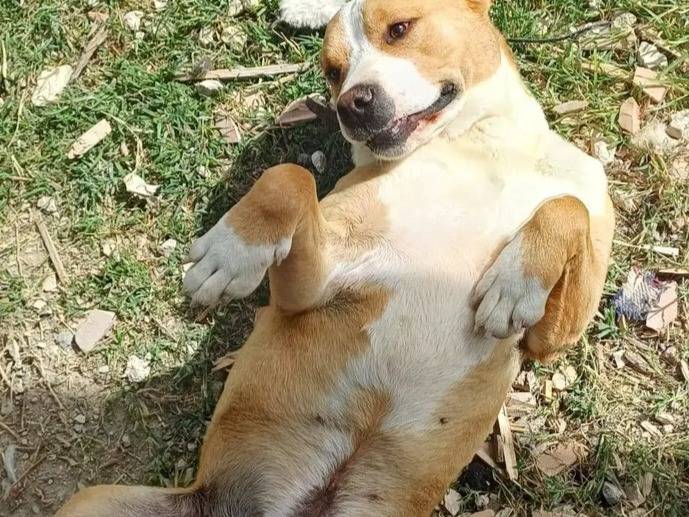 Adotta un cane, taglia grande, maschio, Bari