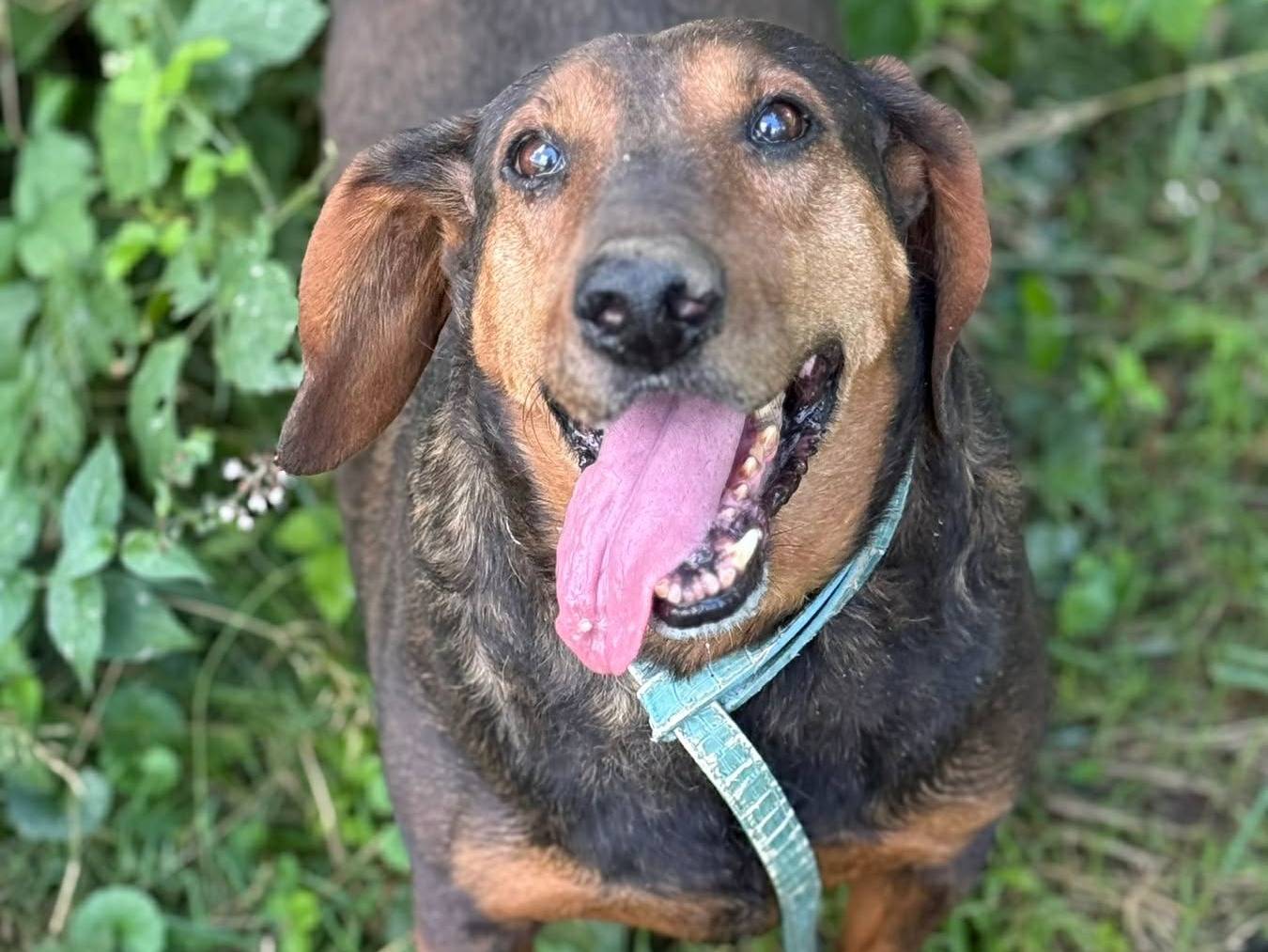 Adozione cane, maschio, Razza sconosciuta Razza sconosciuta, 10 anni e 4 mesi, taglia media, Firenze