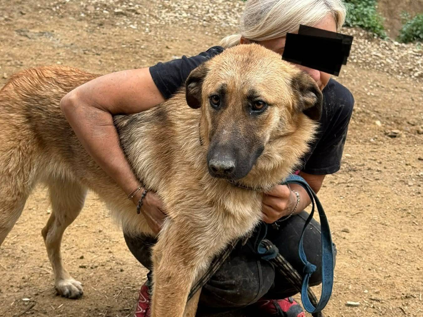 Adotta il cane ANNIE a Firenze