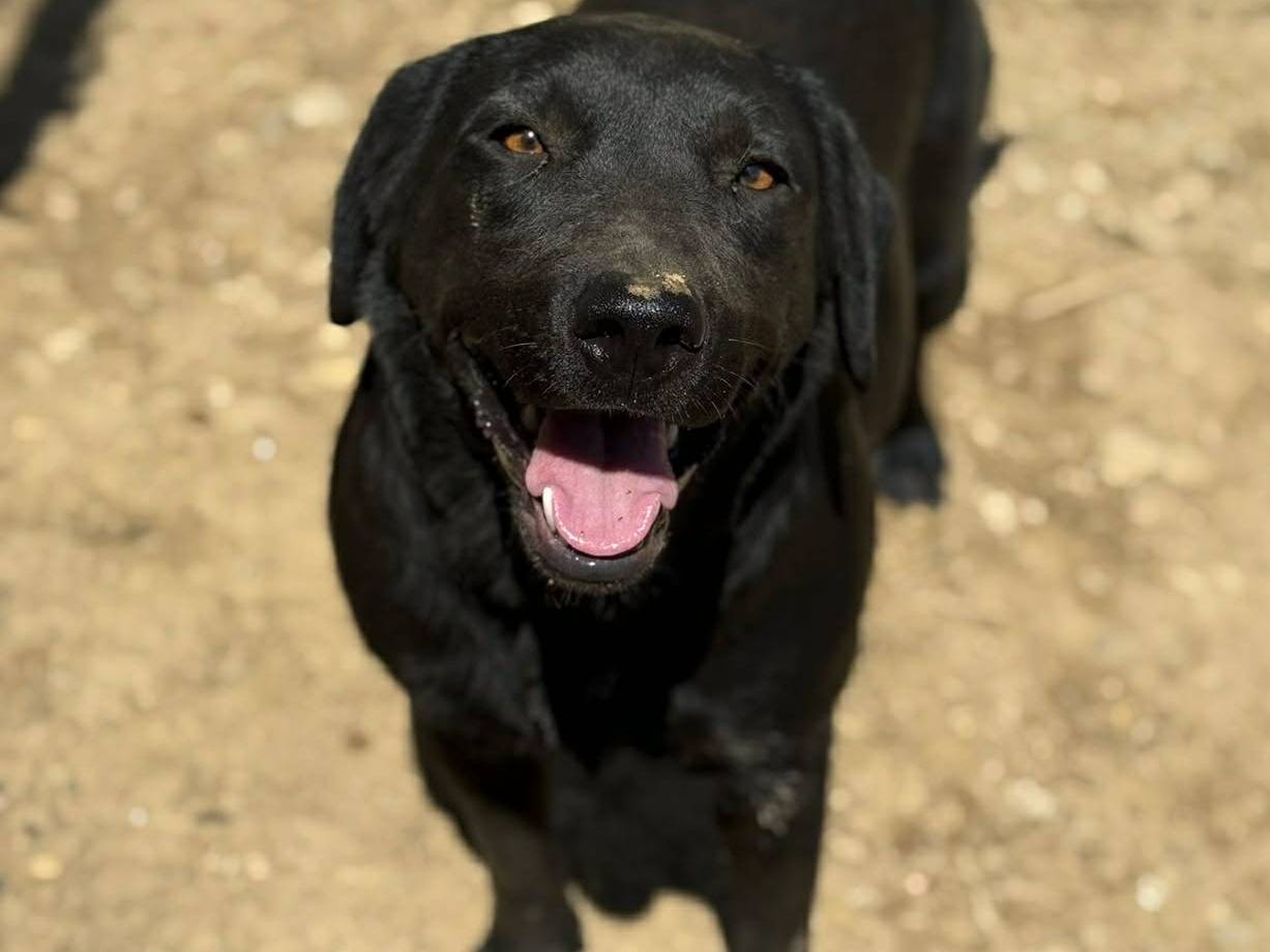 Vuoi adottare un cane a Firenze?