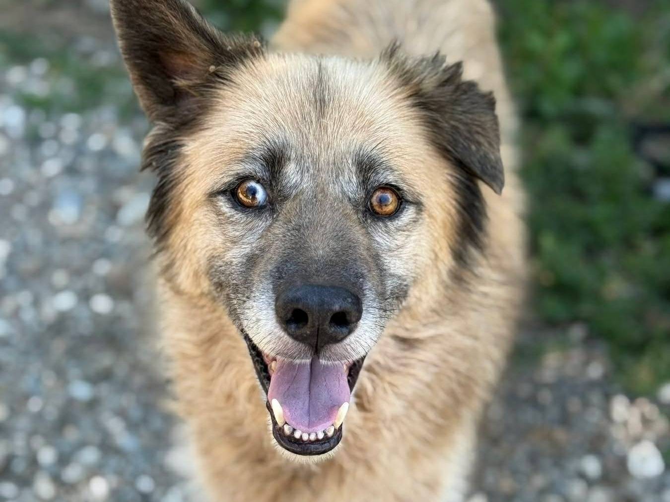 Adozione cane, femmina, Razza sconosciuta Razza sconosciuta, 6 anni e 3 mesi, taglia media, Firenze