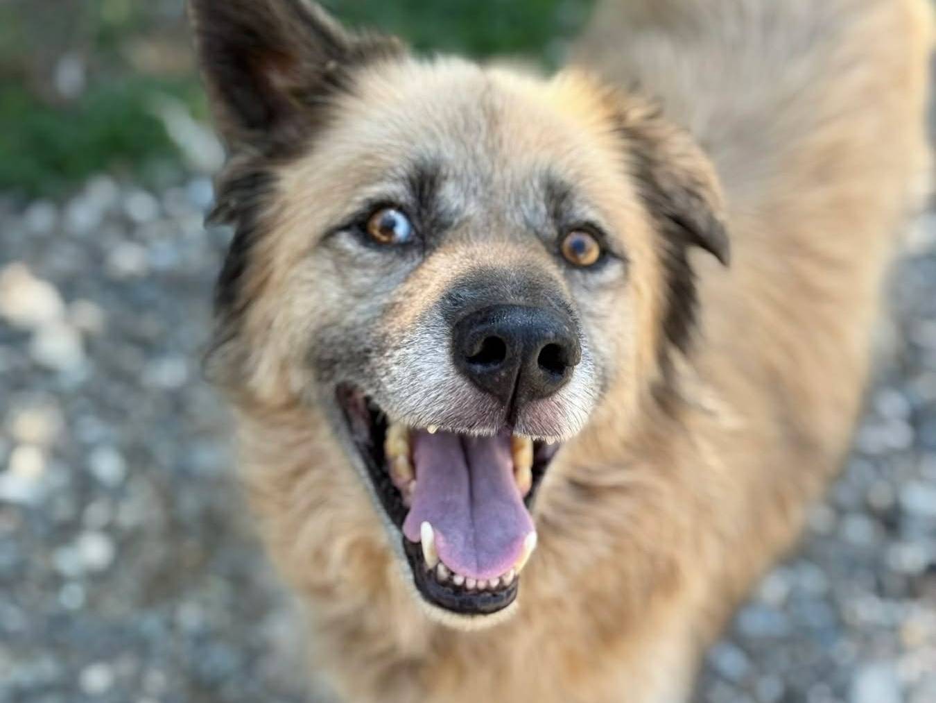 Adotta il cane GALA a Firenze