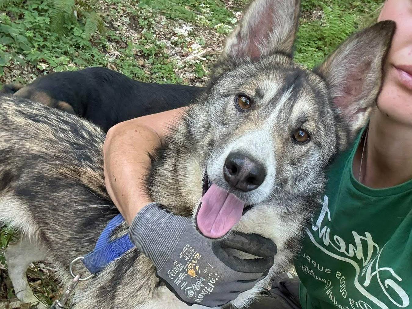 Adozione cane, femmina, Razza sconosciuta Razza sconosciuta, 2 anni e 8 mesi, taglia media, Firenze