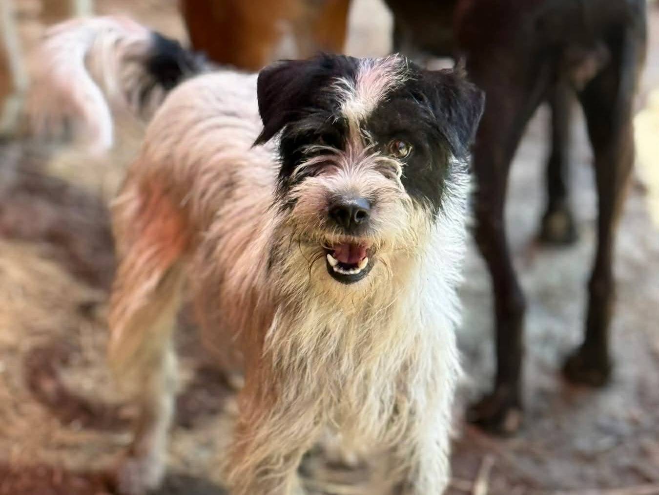 Adotta il cane LISA a Firenze