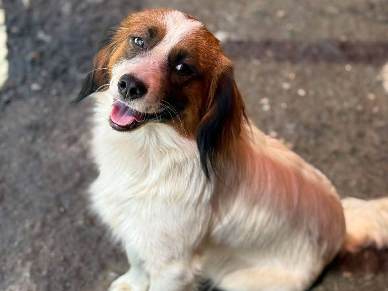 Adotta un cane, taglia piccola, maschio, Firenze