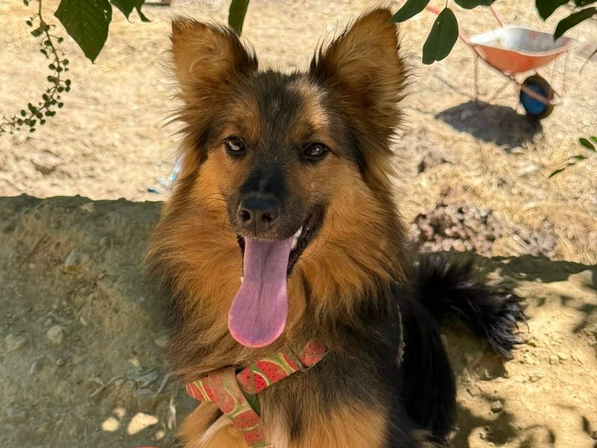 Vuoi adottare un cane a Firenze?