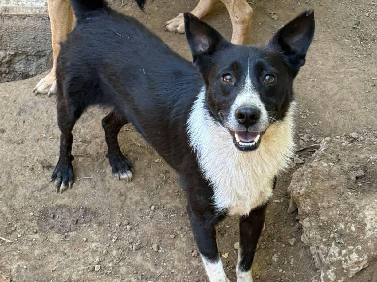 Adotta il cane TESSA a Firenze
