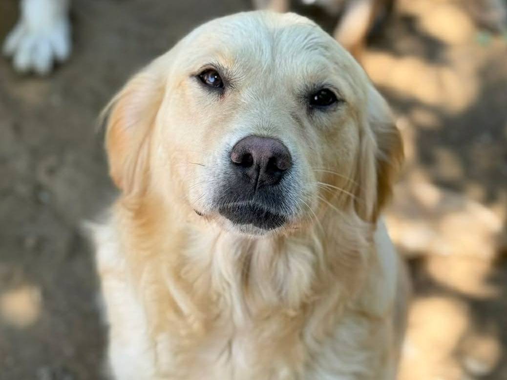 Adotta il cane HONEY a Firenze