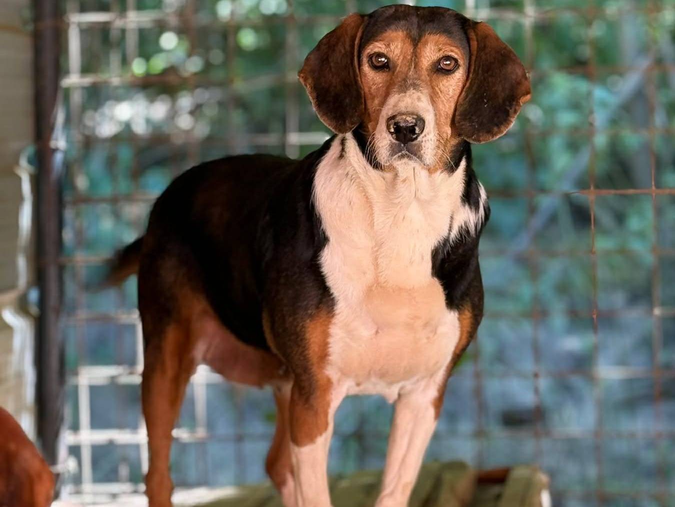 Adotta il cane TALIA a Firenze