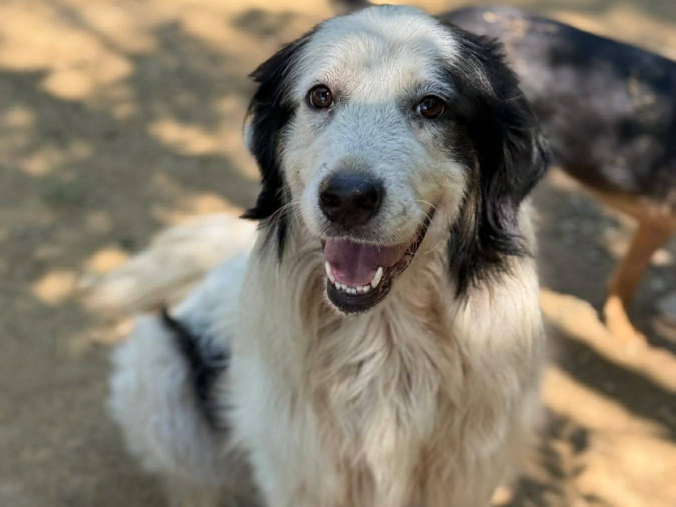 Vuoi adottare un cane a Firenze?