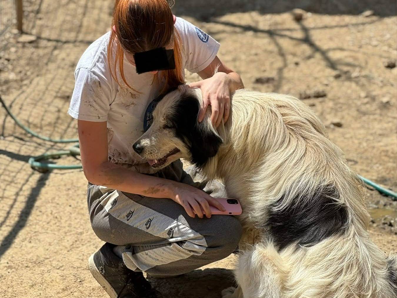 Adotta un cane, femmina, 1 anno e 8 mesi, Firenze