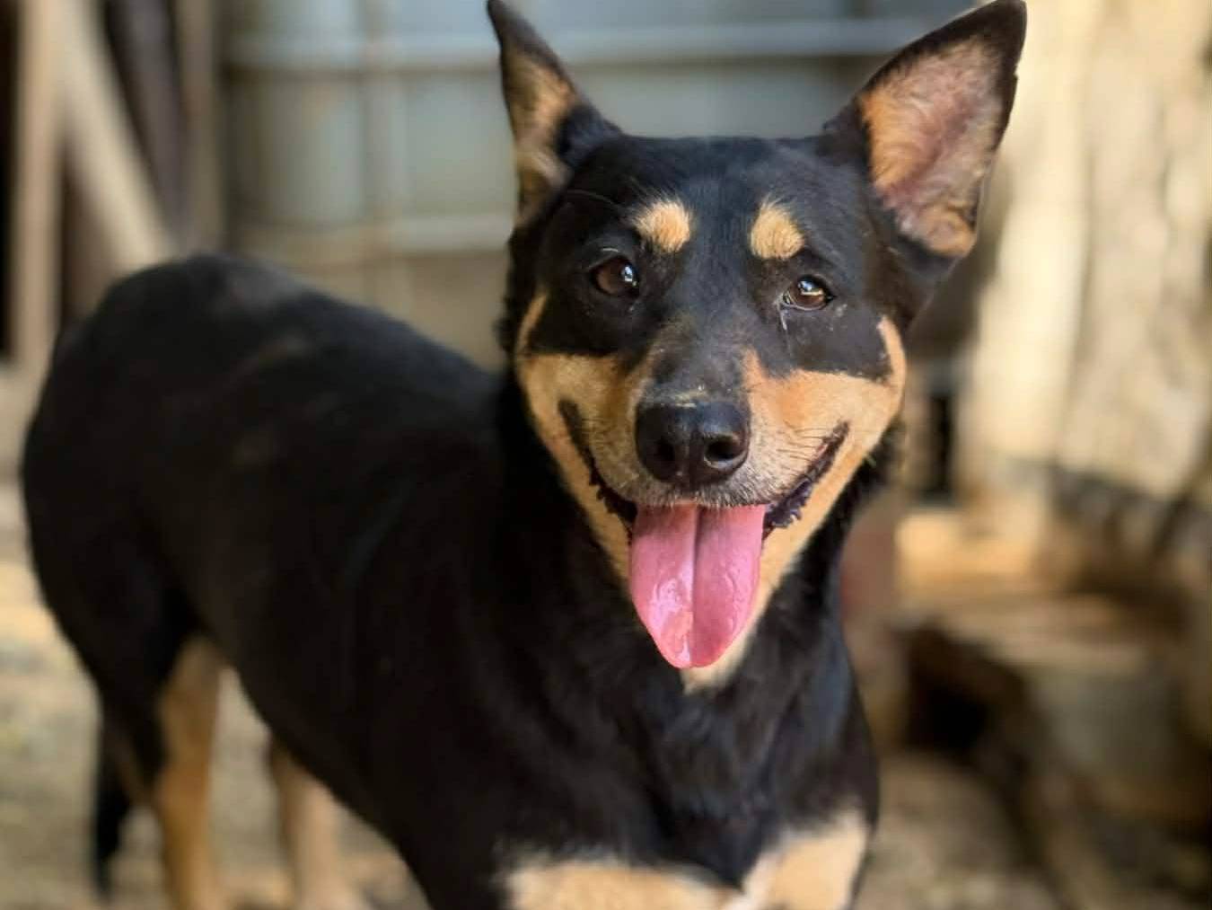 Adozione cane, femmina, Razza sconosciuta Razza sconosciuta, 2 anni e 10 mesi, taglia media contenuta, Firenze