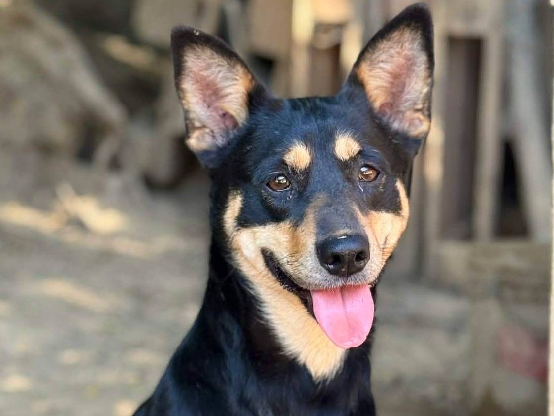 Vuoi adottare un cane a Firenze?