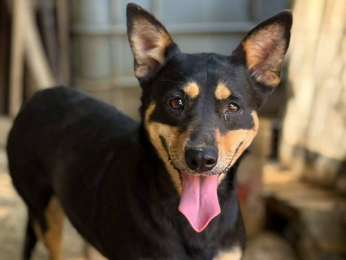 Adotta un cane, femmina, 2 anni e 10 mesi, Firenze