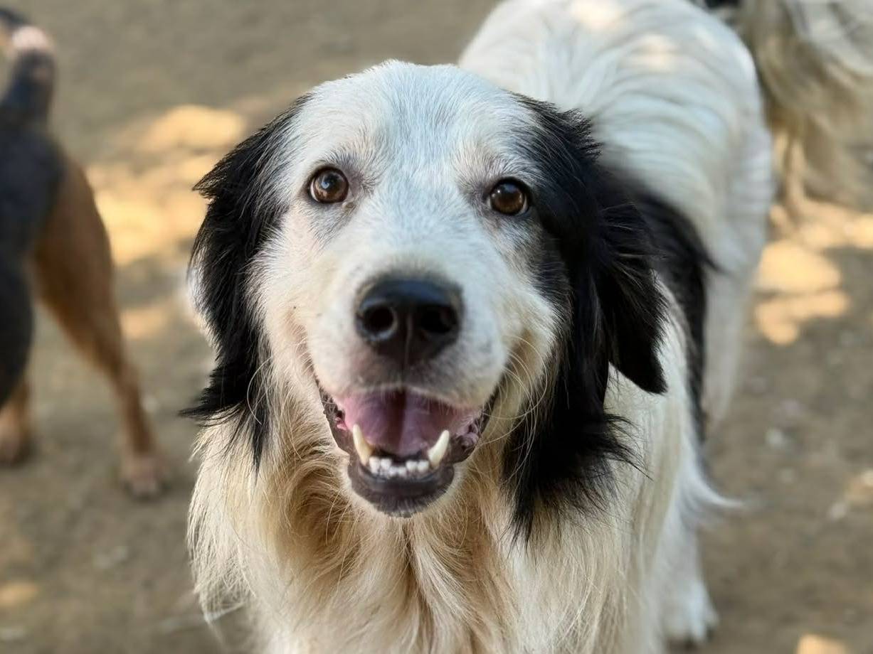 Adozione cane, femmina, Razza sconosciuta Razza sconosciuta, 1 anno e 8 mesi, taglia gigante, Firenze
