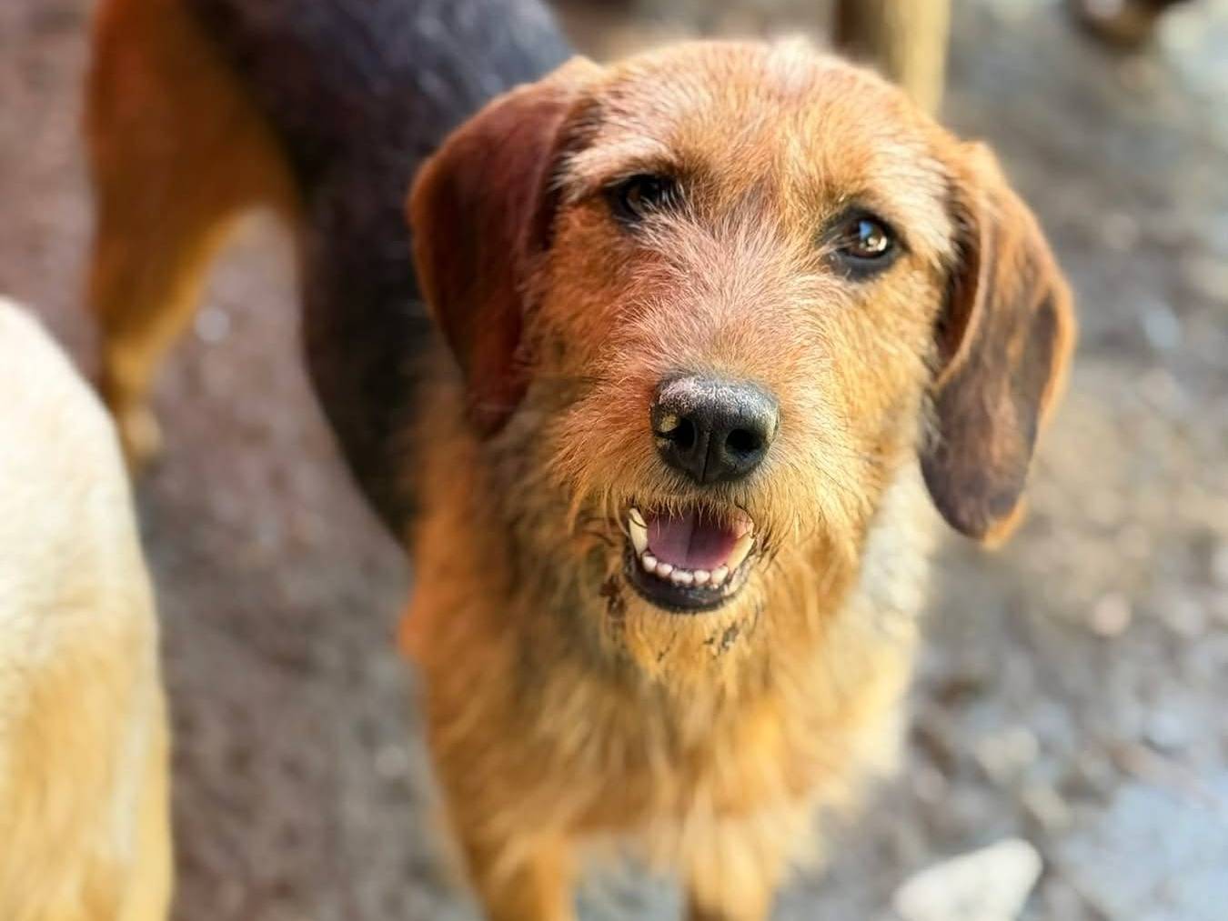 Adozione cane, femmina, Razza sconosciuta Razza sconosciuta, 2 anni e 4 mesi, taglia media, Firenze
