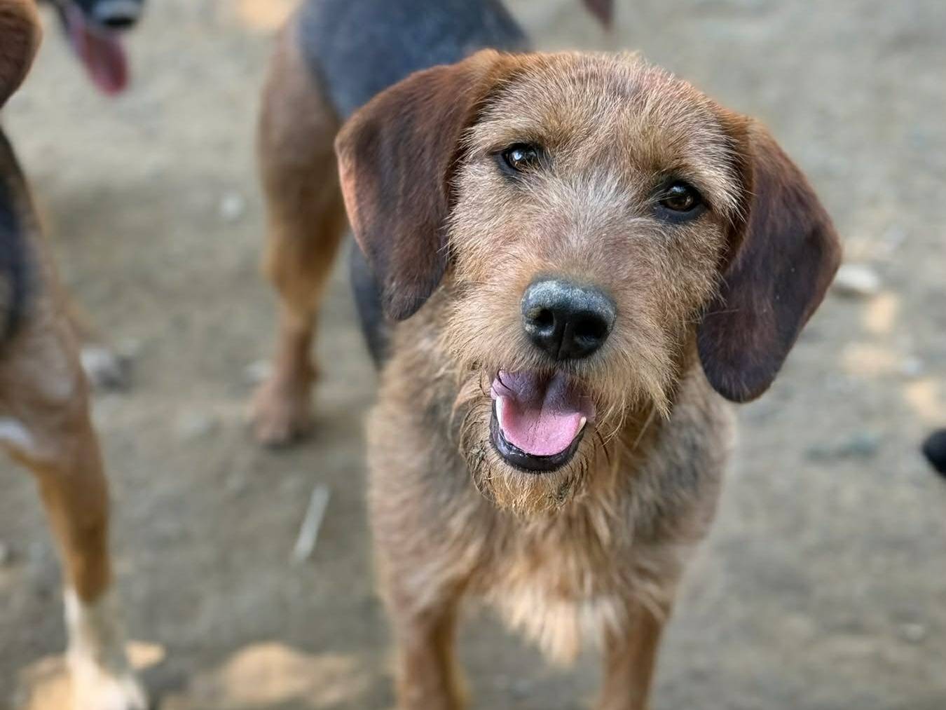 Adotta un cane, femmina, 2 anni e 4 mesi, Firenze