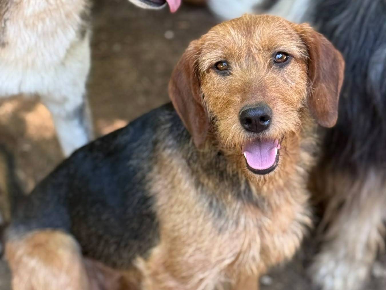 Adotta un cane, taglia media, femmina, Firenze