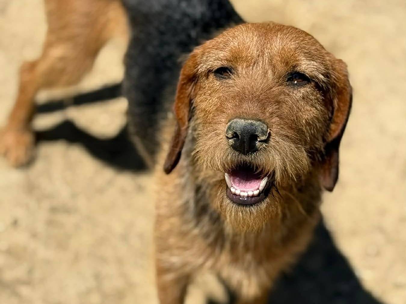 Vuoi adottare un cane a Firenze?