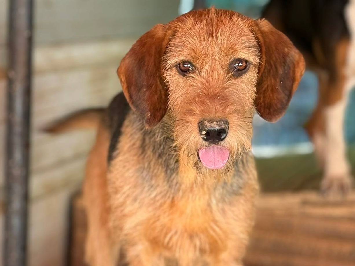 Adotta il cane SORAYA a Firenze