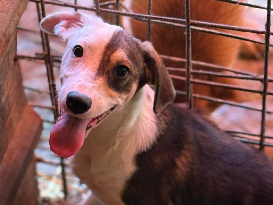 Adotta un cane, maschio, 4 mesi, Firenze