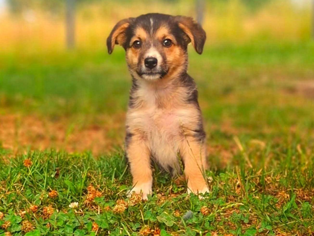 Adotta un cane, maschio, 3 mesi, Firenze