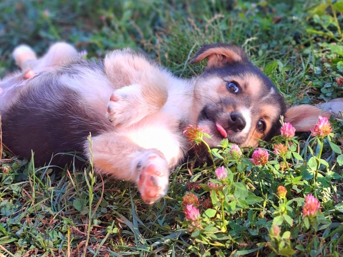Vuoi adottare un cane a Firenze?