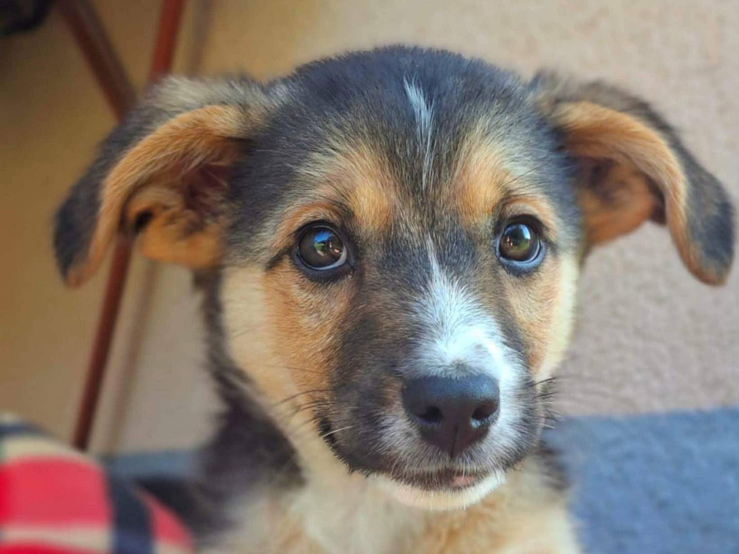 Adozione cane, maschio, Razza sconosciuta Razza sconosciuta, 3 mesi, taglia media contenuta, Firenze