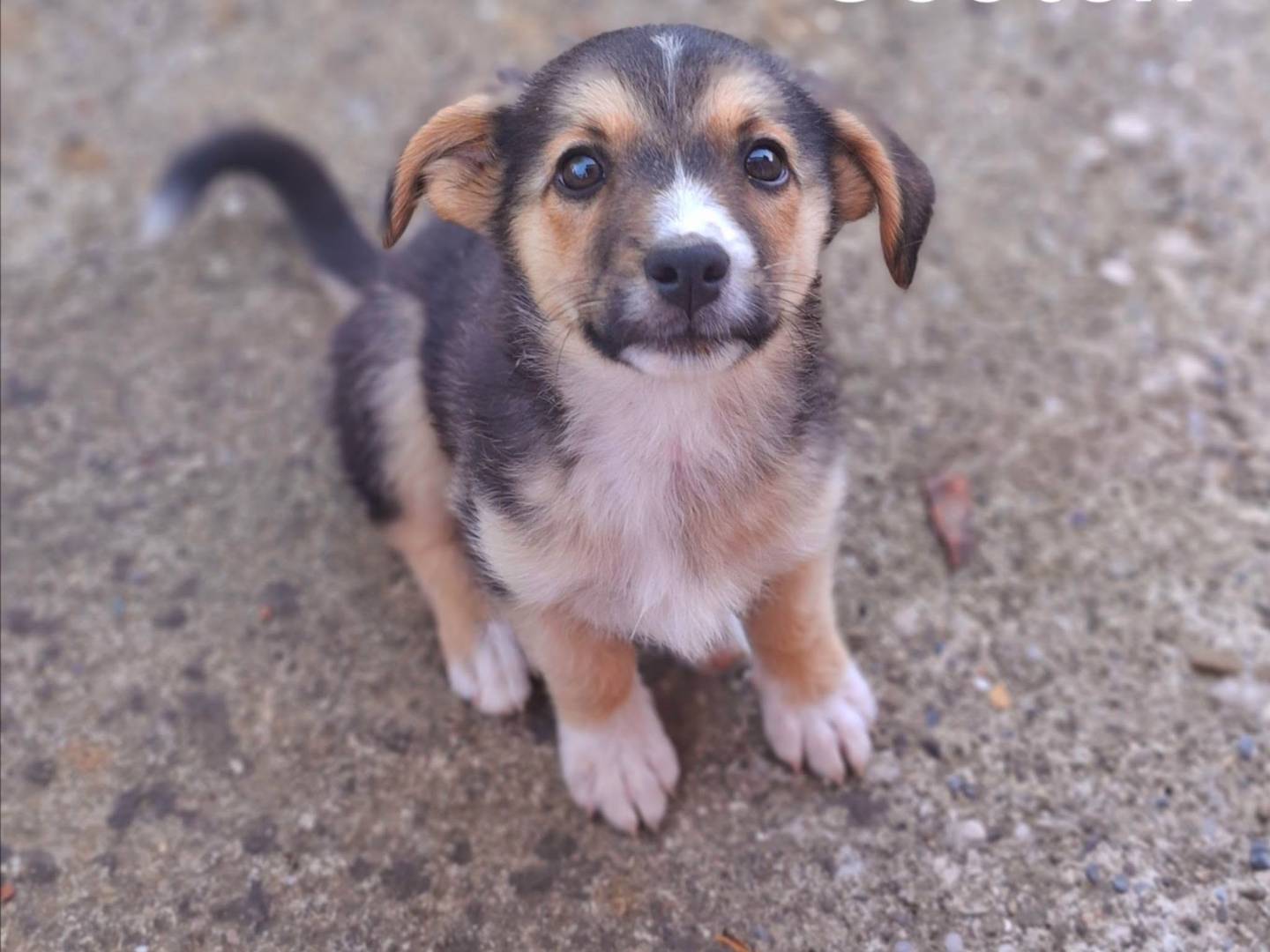 Adotta un cane, taglia media contenuta, maschio, Firenze