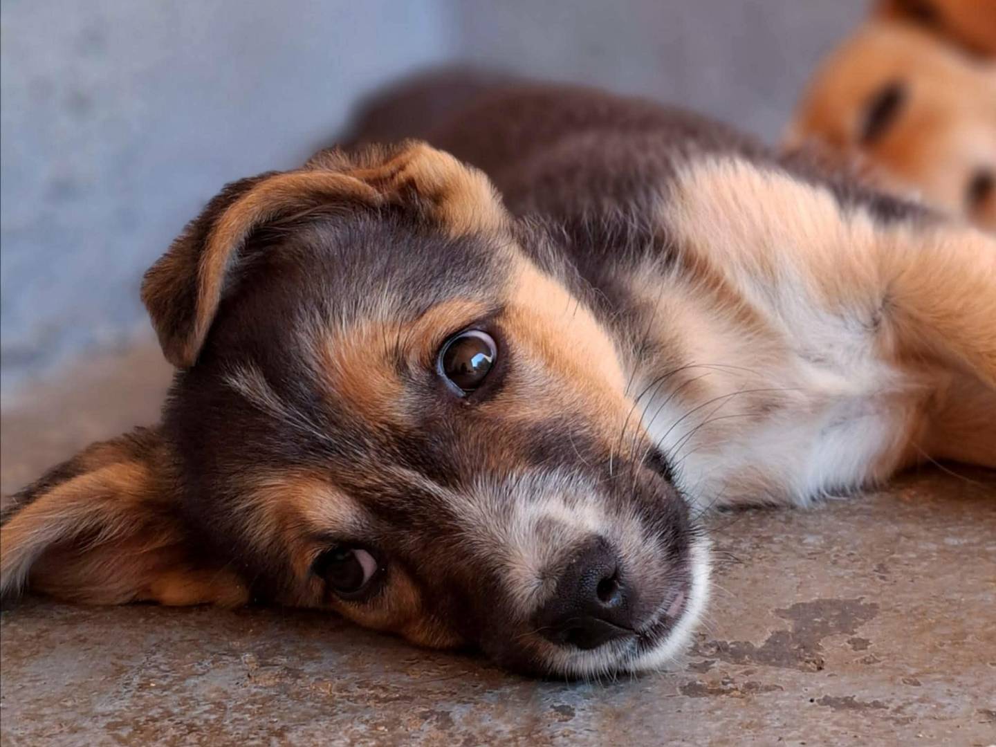 Adotta il cane SCOTCH a Firenze