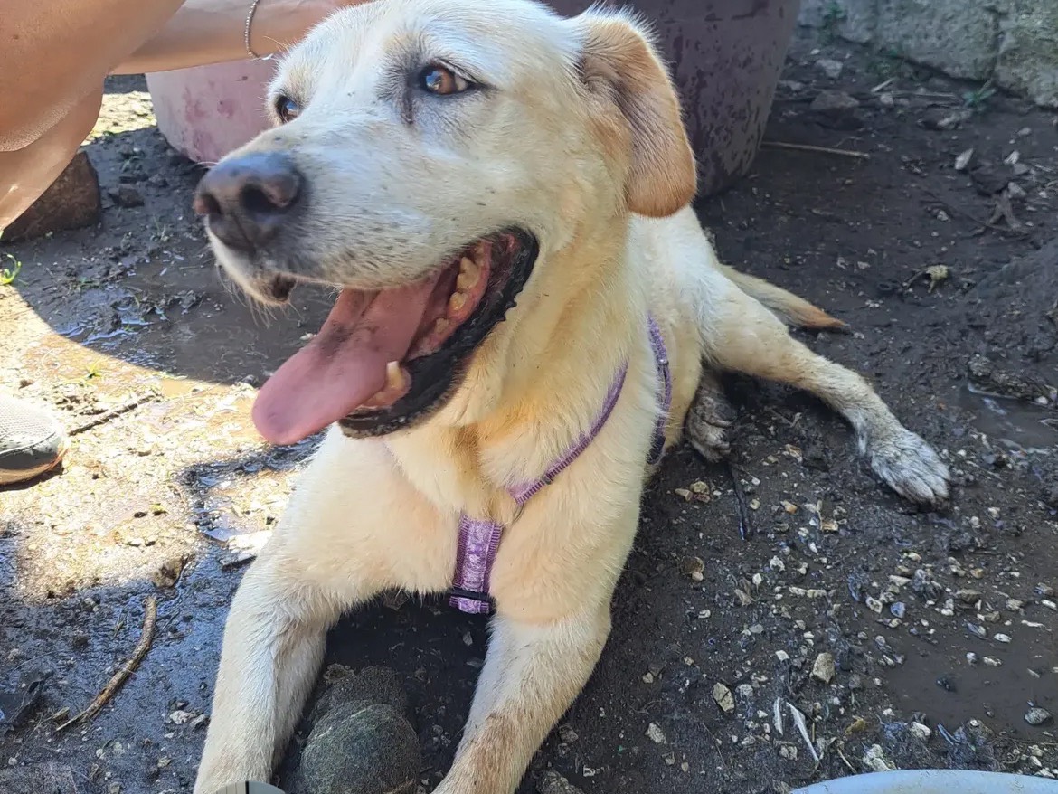Adotta il cane ASIA a Caserta