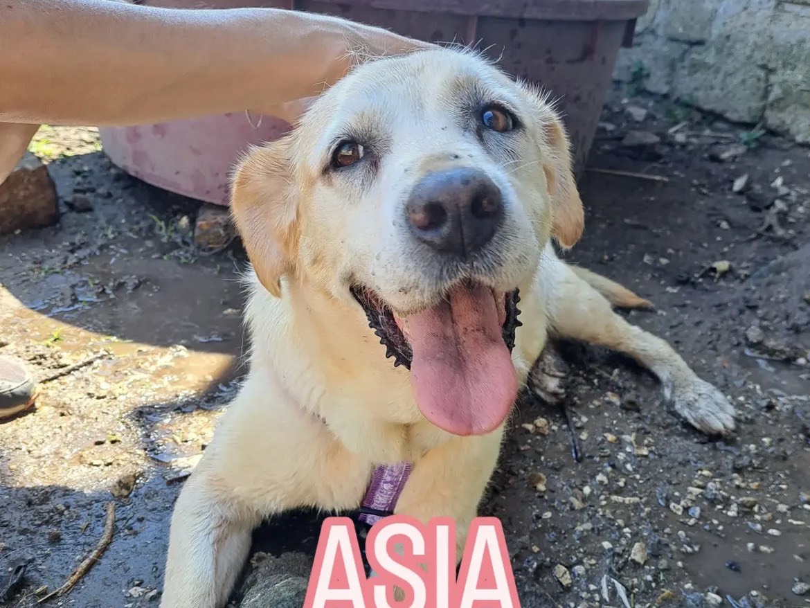 Adozione cane, femmina, Labrador Retriever Razza sconosciuta, 12 anni e 3 mesi, taglia grande, Caserta