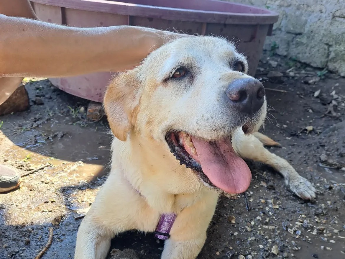 Adotta un cane, femmina, 12 anni e 3 mesi, Caserta