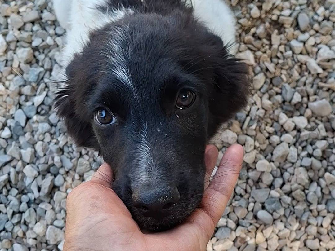 Adozione cane, femmina, Border Collie Border Collie, 4 mesi, taglia media contenuta, Benevento