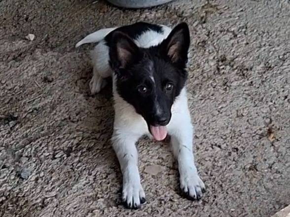Adotta un cane, femmina, 4 mesi, Benevento