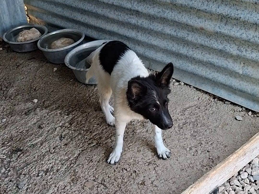 Adotta un cane, taglia media contenuta, femmina, Benevento