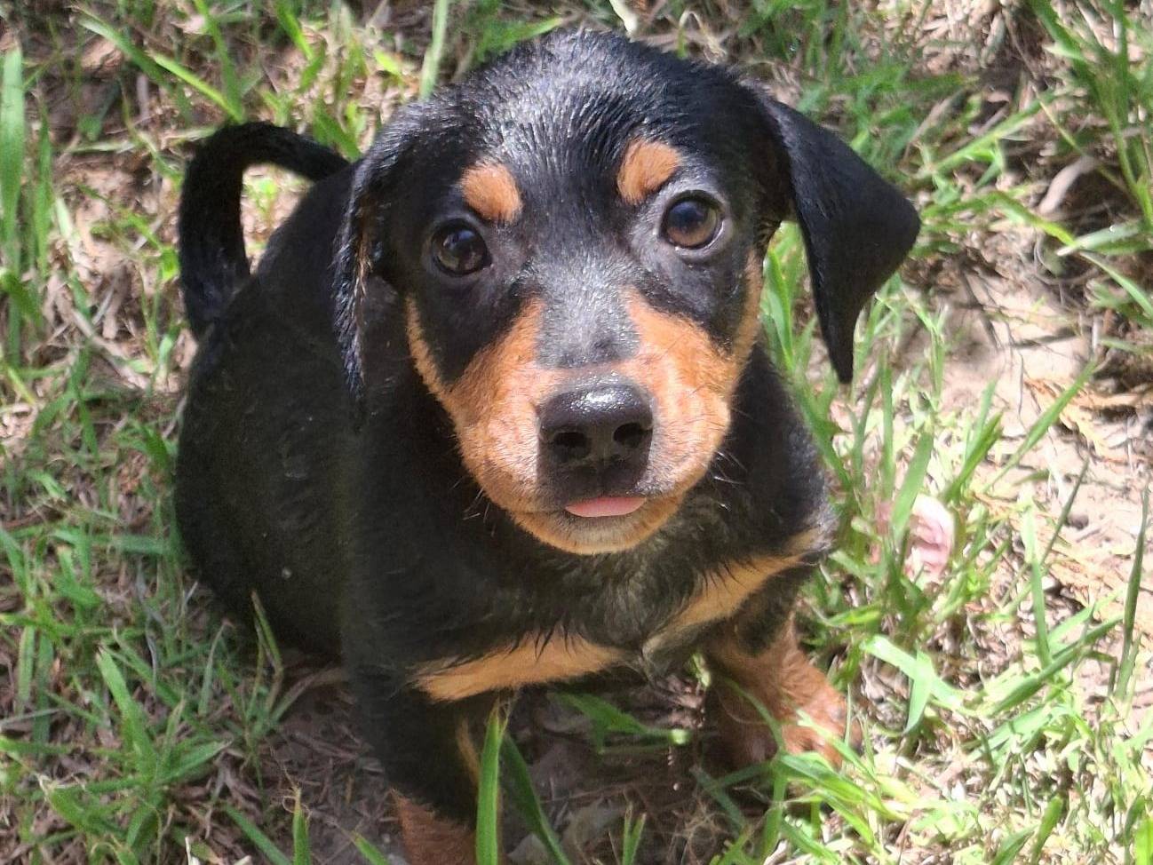 Adozione cane, maschio, Razza sconosciuta Razza sconosciuta, 3 mesi, taglia media contenuta, Crotone