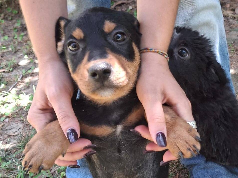 Adotta un cane, taglia media contenuta, maschio, Crotone