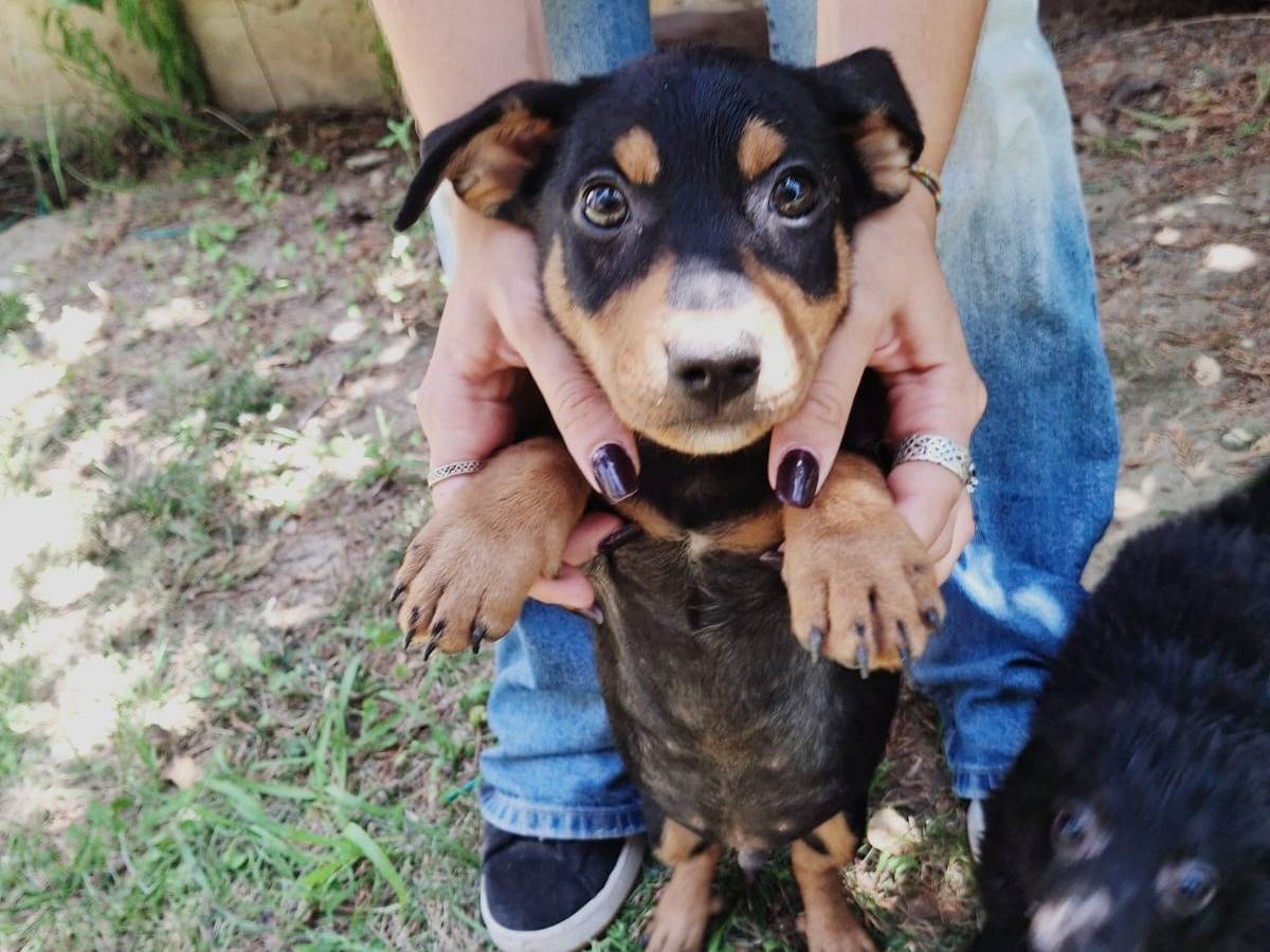 Vuoi adottare un cane a Crotone?